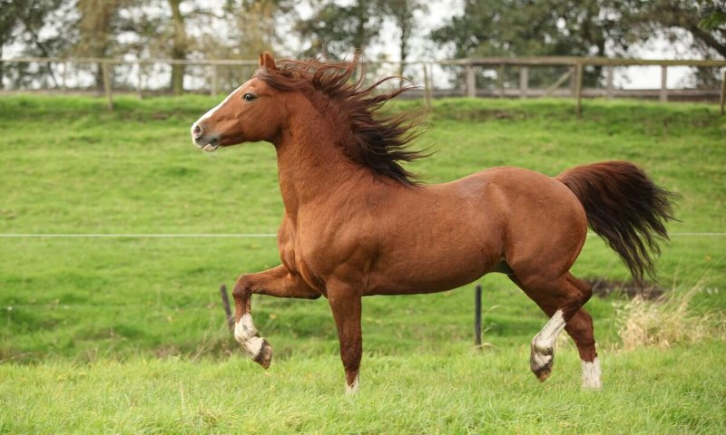chestnut.jpg