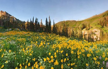 Where the Gold and Yellow Grows
