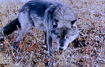 Wolves, Winter and Waiting